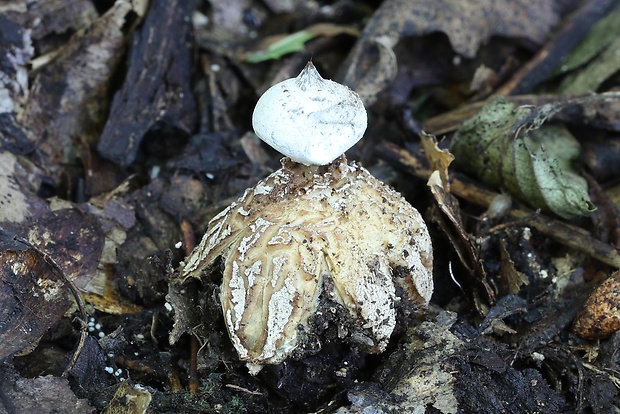 hviezdovka golierikovitá Geastrum striatum DC.