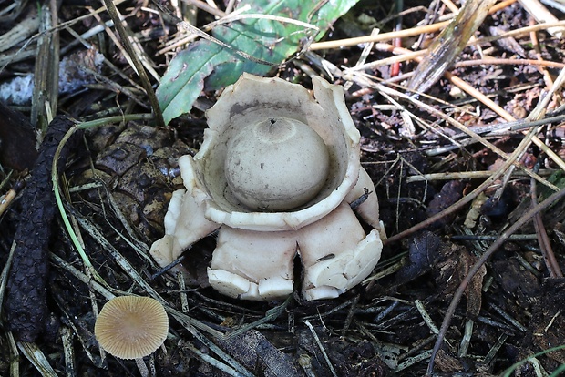 hviezdovka trojitá Geastrum triplex Jungh.