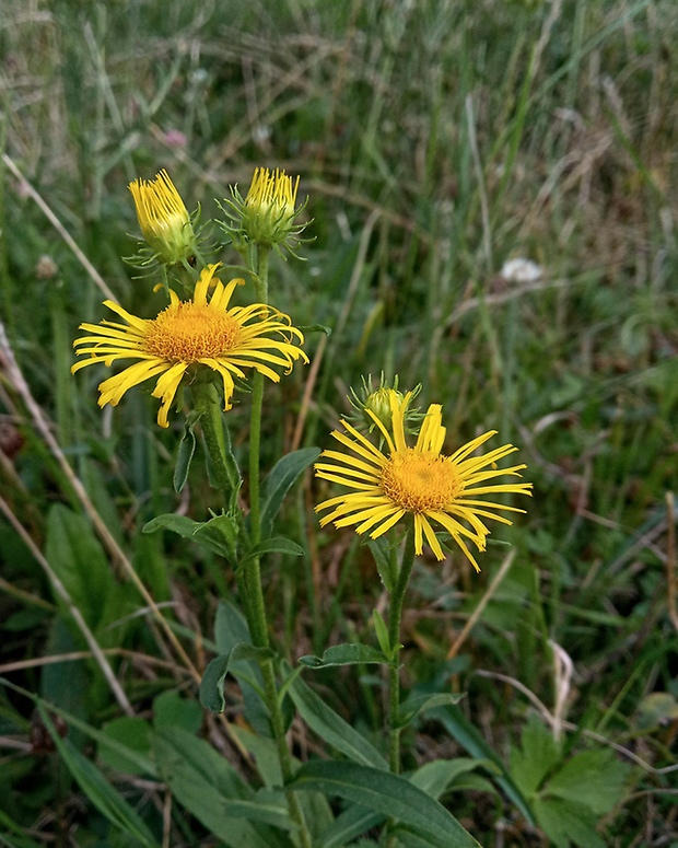 oman britský Inula britannica L.