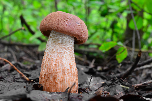 kozák dubový Leccinum aurantiacum (Bull.) Gray