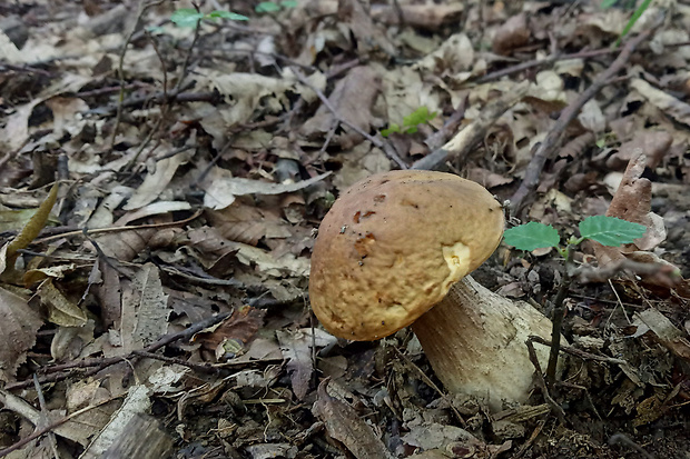 kozák hrabový Leccinum pseudoscabrum (Kallenb.) Šutara