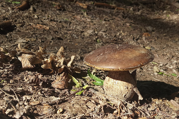 kozák hrabový Leccinum pseudoscabrum (Kallenb.) Šutara