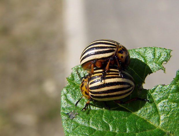 pásavka zemiaková Leptinotarsa decemlineata