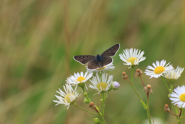 ohniváčik čiernoškvrnný  Lycaena tityrus