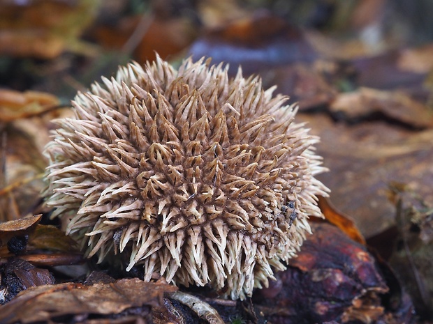 prášnica pichliačová Lycoperdon echinatum Pers.