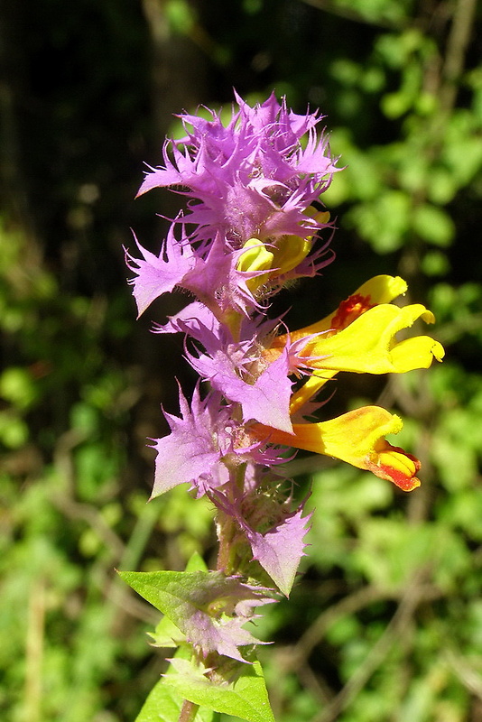 čermeľ hájny Melampyrum nemorosum  L.