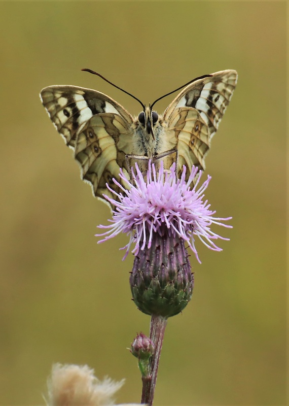 očkáň timotejkový Melanargia galathea