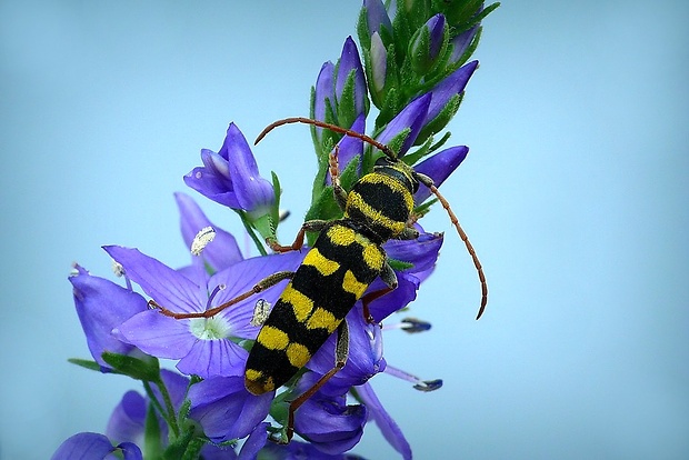 fuzáč (sk) / kuloštítník (cz) Plagionotus floralis (Pallas, 1773)