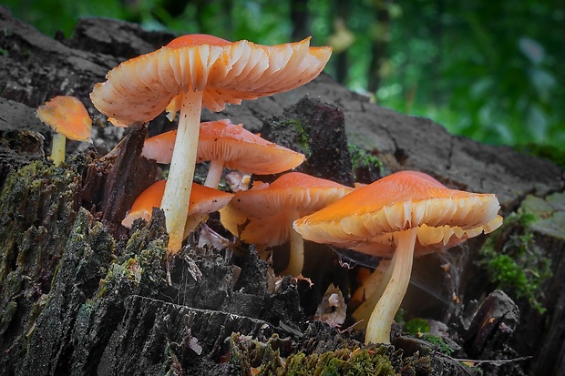 štítovka šarlátová Pluteus aurantiorugosus (Trog) Sacc.