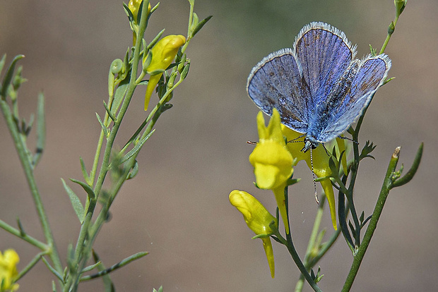 modráčik Polyommatus icarus