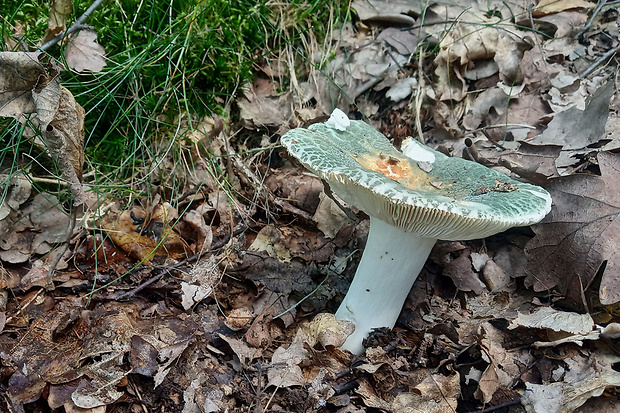 plávka zelenkastá Russula virescens (Schaeff.) Fr.