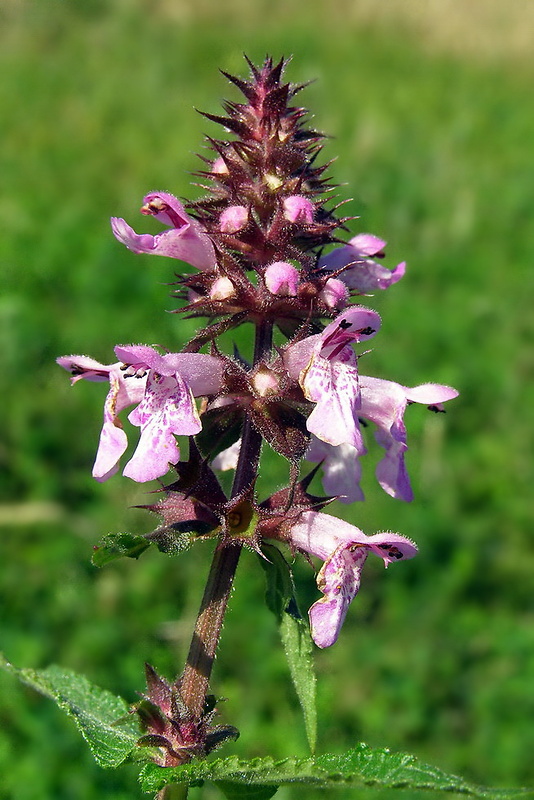 čistec močiarny  Stachys palustris L.