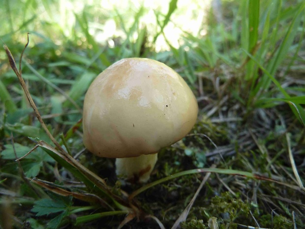 masliak zrnitý Suillus granulatus (L.) Roussel