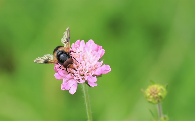 pestrica Volucella pellucens (Linnaeus, 1758)