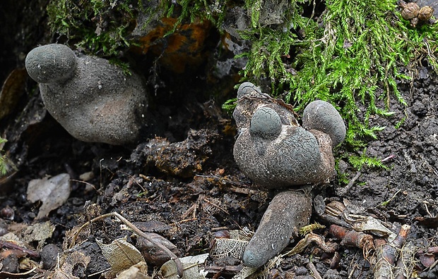 drevnatec Xylaria sp.