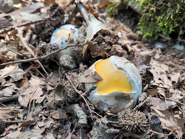 muchotrávka cisárska Amanita caesarea (Scop.) Pers.