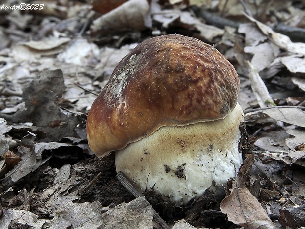 hríb bronzový Boletus aereus Bull. ex Fr.