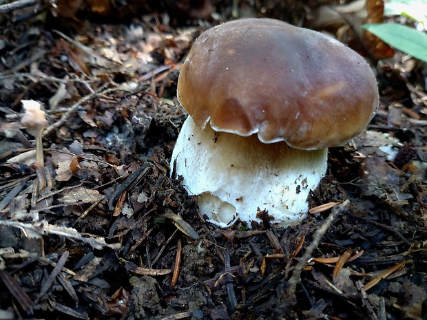 hríb smrekový Boletus edulis Bull.