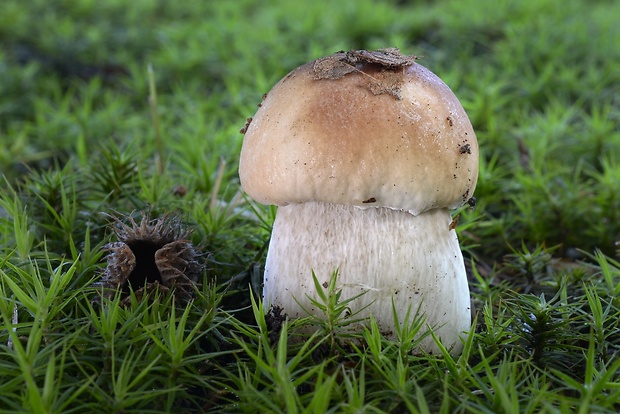 hríb smrekový Boletus edulis Bull.