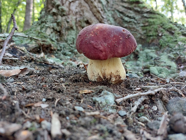 hríb sosnový Boletus pinophilus Pil. et Dermek in Pil.