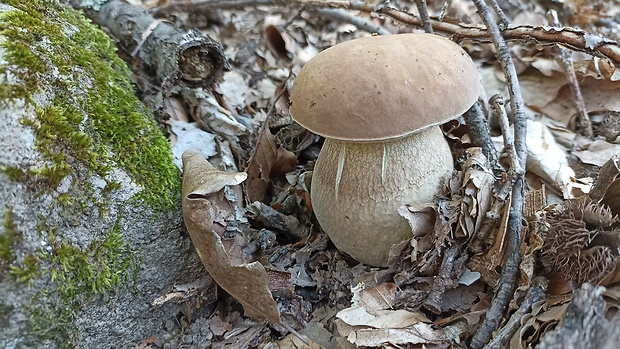 hríb dubový Boletus reticulatus Schaeff.