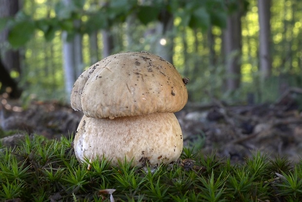 hríb dubový Boletus reticulatus Schaeff.