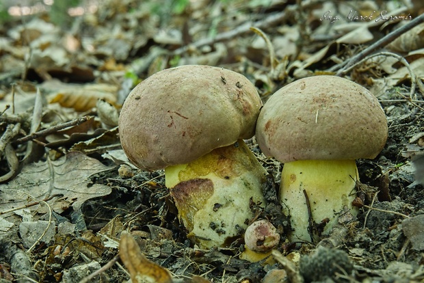 hríb príveskatý Butyriboletus appendiculatus (Schaeff. ex Fr.) Secr.