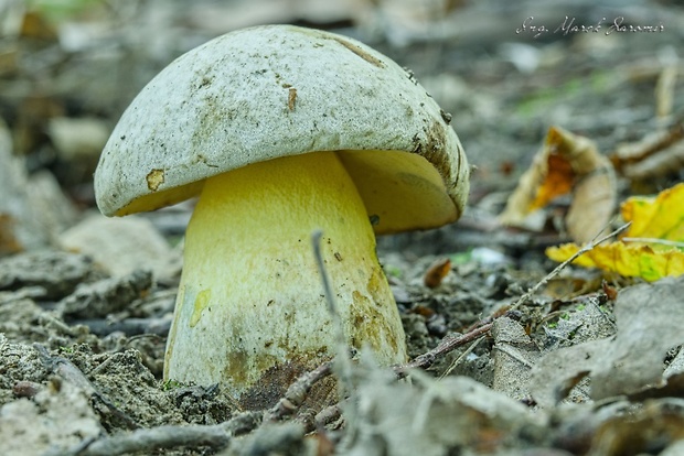 hríb striebristý Butyriboletus fechtneri (Velen.) D. Arora & J.L. Frank