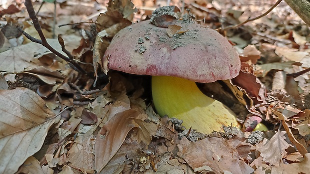 hríb kráľovský Butyriboletus regius (Krombh.) D. Arora & J.L. Frank