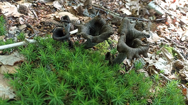 lievik trúbkovitý Craterellus cornucopioides (L.) Pers.