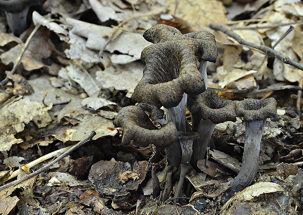 lievik trúbkovitý Craterellus cornucopioides (L.) Pers.