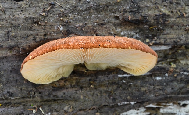 pahliva šafranová Crepidotus crocophyllus (Berk.) Sacc.