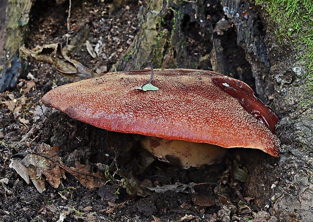 pečeňovec dubový Fistulina hepatica (Schaeff.) With.