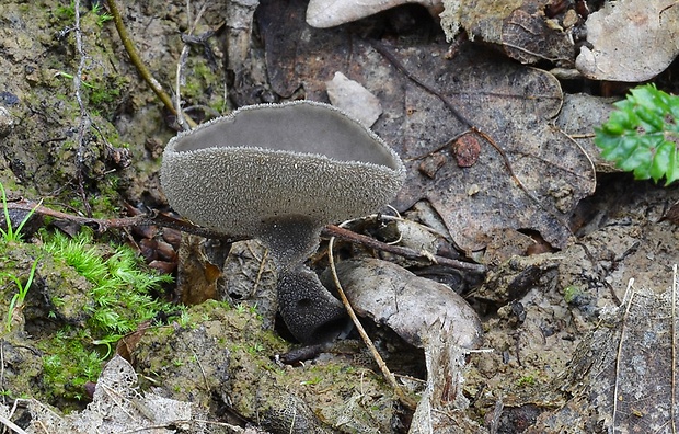 chriapač Helvella fibrosa (Wallr.) Korf