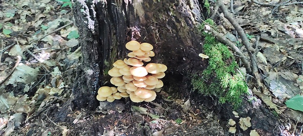 šupinačka menlivá Kuehneromyces mutabilis (Schaeff.) Singer & A.H. Sm.