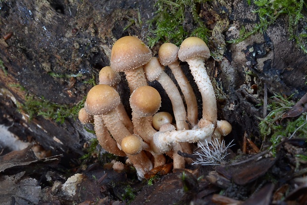 šupinačka menlivá Kuehneromyces mutabilis (Schaeff.) Singer & A.H. Sm.