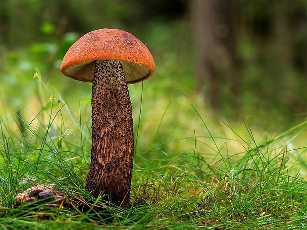 kozák dubový Leccinum aurantiacum (Bull.) Gray