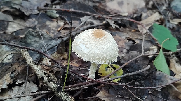 bedlička vlnatá? Lepiota clypeolaria (Bull.) P. Kumm.