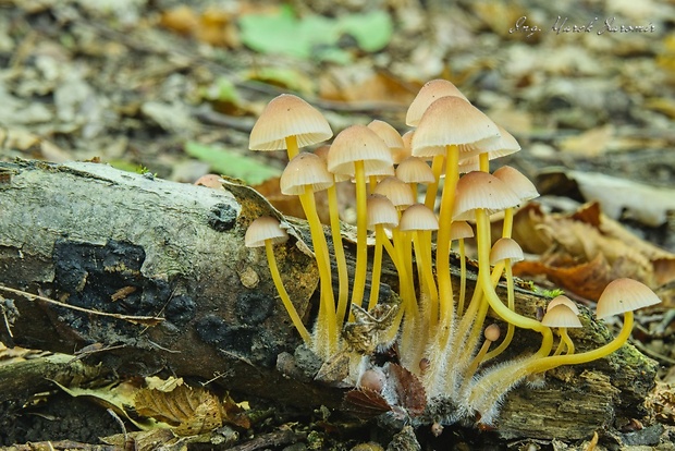 prilbička žltohlúbiková Mycena renati Quél.