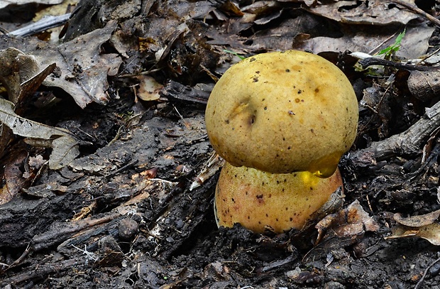 hríb zrnitohlúbikový odfarbený Neoboletus xanthopus (Quél.) Krieglst.