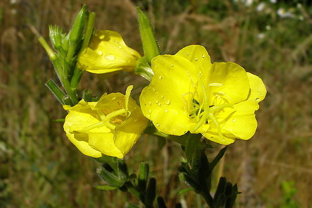 pupalka dvojročná Oenothera biennis L.