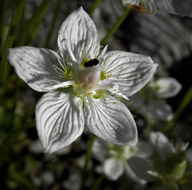 bielokvet močiarny Parnassia palustris L.