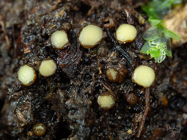 šošovka žltá Podophacidium xanthomelum (Pers.) Kavina