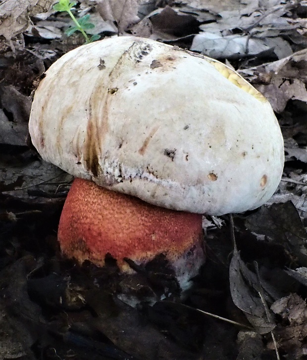 hríb Le Galovej Rubroboletus legaliae (Pilát & Dermek) Della Maggiora & Trassin.