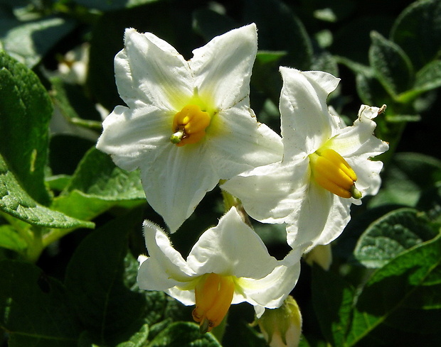 ľuľok zemiakový Solanum tuberosum L.