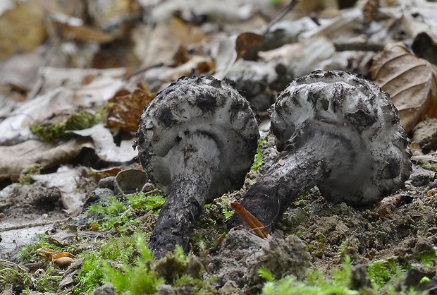 šiškovec šupinatý Strobilomyces strobilaceus (Scop.) Berk.