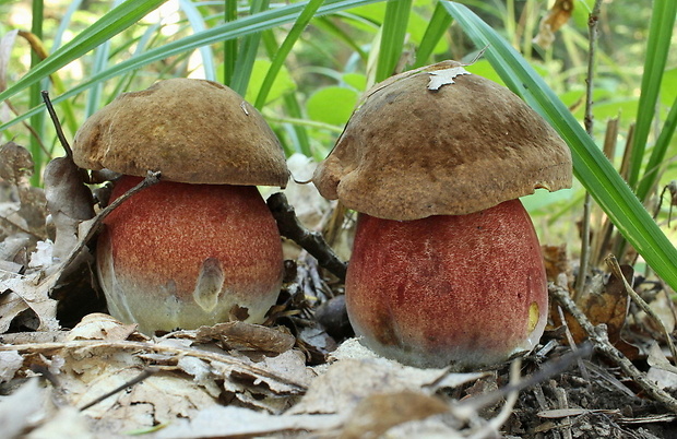 hríb zrnitohlúbikový Sutorius luridiformis (Rostk.) G. Wu & Zhu L. Yang