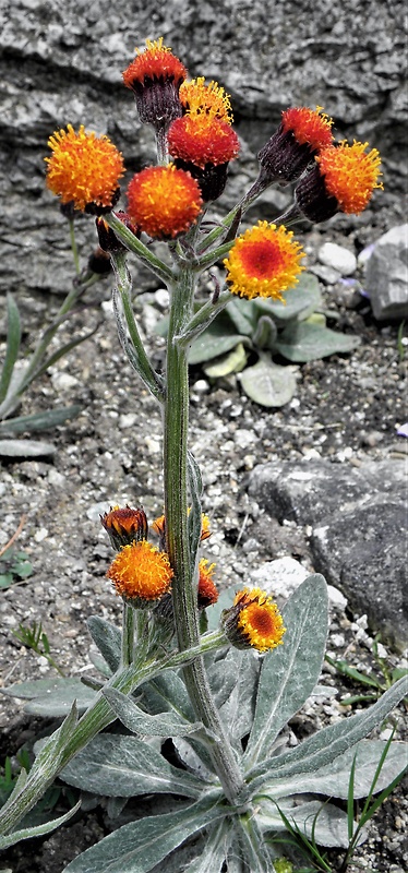 popolavec hlavatý Tephroseris capitata (Wahlenb.) Griseb. et Schenk