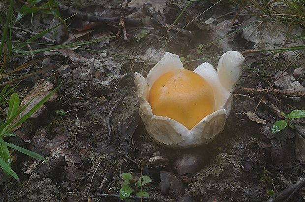 muchotrávka cisárska Amanita caesarea (Scop.) Pers.