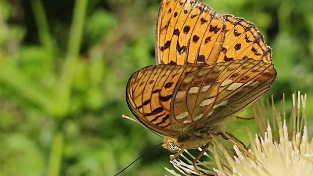 perlovec fialkový  Argynnis adippe